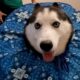 FUNNIEST Huskies 😂 | BEST Compilation of Dogs