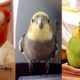 FUNNY AND CUTE PARROTS - TRY NOT TO LAUGH!! ❤️🦜