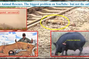 Fake Animal Rescues Exposed. Part 1, focus YouTube. Videos, channels and platform inertia