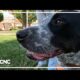 Family dog finds 11-year-old boy under several feet of rubble after mudslide during Helene