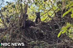 Family reunited with dog found stuck in treetop after Helene flooding