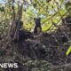 Family reunited with dog found stuck in treetop after Helene flooding