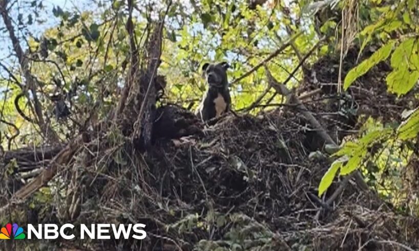 Family reunited with dog found stuck in treetop after Helene flooding