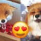 Fox — Hilarious And Cute Videos And Tik Toks Compilation