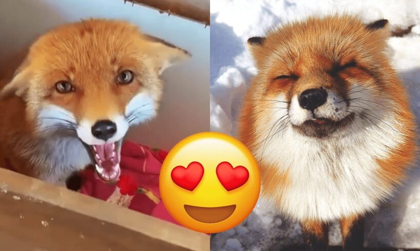 Fox — Hilarious And Cute Videos And Tik Toks Compilation