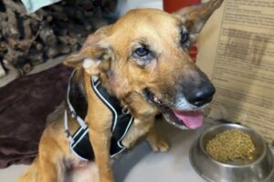 Frida the Paralized Dog Moved her Legs! Good News! - Takis Shelter