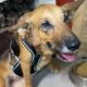 Frida the Paralized Dog Moved her Legs! Good News! - Takis Shelter