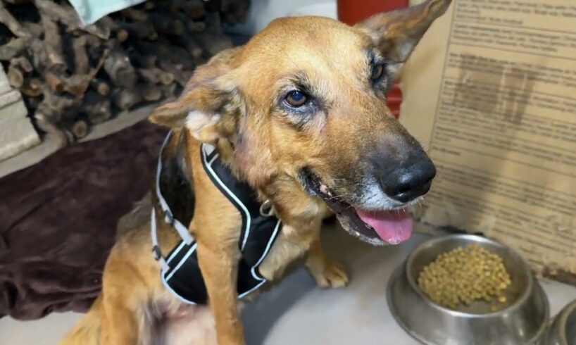 Frida the Paralized Dog Moved her Legs! Good News! - Takis Shelter