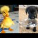 Funniest Animals 2024 😂 Best Funny Cats and Dogs 😻🐶 Part 23 | Cute Baby Dogs