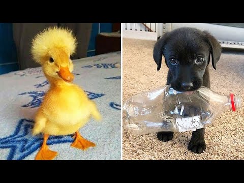 Funniest Animals 2024 😂 Best Funny Cats and Dogs 😻🐶 Part 23 | Cute Baby Dogs