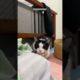 🐈Funniest Animals 2024 🐈🤣 New Funny Cats Videos 😸🐶 #WorldOfAnimals Part 980