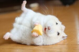 Funny Hamsters Videos | Funny and Cute Moment of the Animals #2