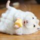 Funny Hamsters Videos | Funny and Cute Moment of the Animals #2