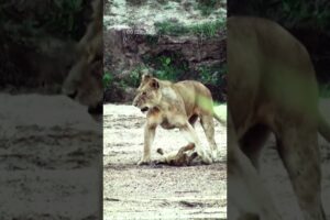 Funny Lion Cubs Growling While Playing With Its Mother (SAFARI - Kambula Lions Pride)