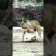 Funny Lion Cubs Growling While Playing With Its Mother (SAFARI - Kambula Lions Pride)