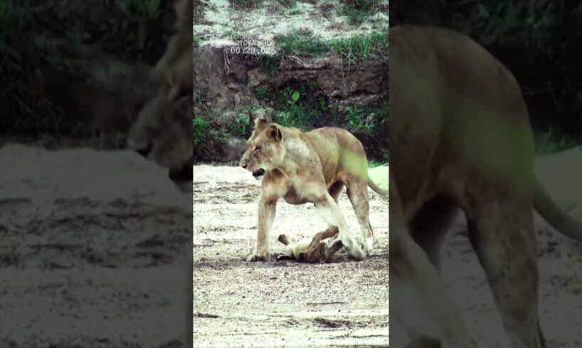 Funny Lion Cubs Growling While Playing With Its Mother (SAFARI - Kambula Lions Pride)