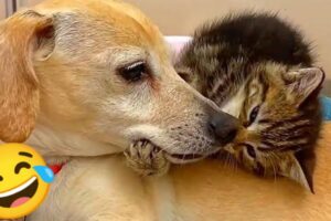 Funny Video With Cats And Dogs😂😻 Cute Cats Funny Videos.