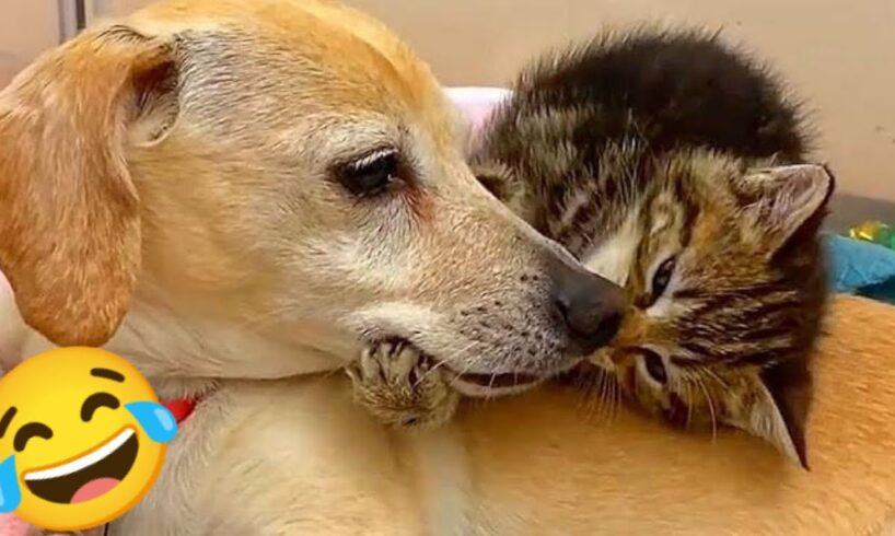 Funny Video With Cats And Dogs😂😻 Cute Cats Funny Videos.