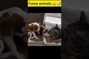 Funny animals 😄🥰