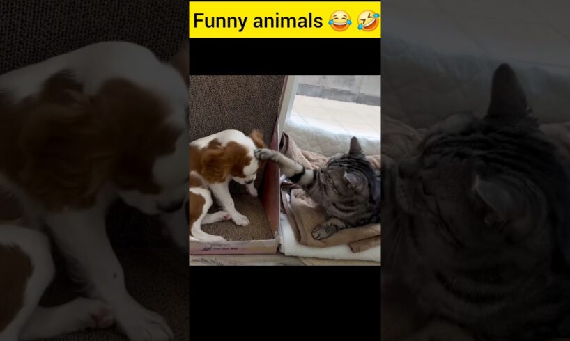 Funny animals 😄🥰