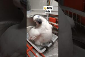 Funny birds 🐦🥰🤣 #funny #animals #pets #petlovers #shorts #viralvideo