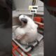 Funny birds 🐦🥰🤣 #funny #animals #pets #petlovers #shorts #viralvideo