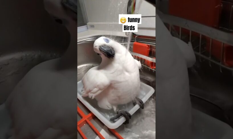 Funny birds 🐦🥰🤣 #funny #animals #pets #petlovers #shorts #viralvideo