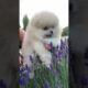 Furry cuties: cute puppies playing and having fun