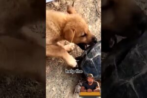 Genius way dog used to loosen the grip of snapping turtle 🐢!