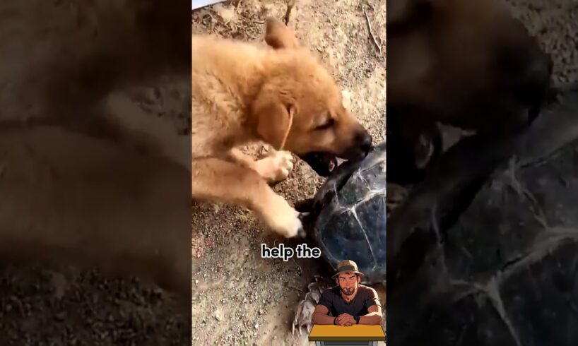 Genius way dog used to loosen the grip of snapping turtle 🐢!