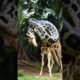 Giant python fights with giraffe  #animals