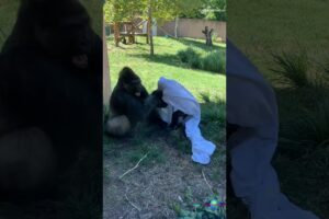 Gorilla Father-Son Wrestling Fun