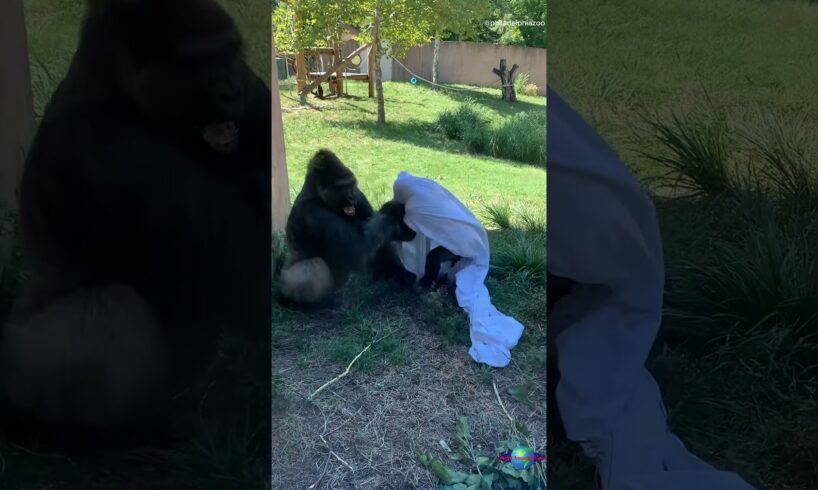 Gorilla Father-Son Wrestling Fun