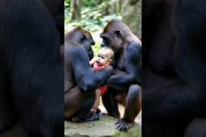 Gorilla discovers baby #cute #animals #funny #pets #baby