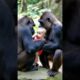 Gorilla discovers baby #cute #animals #funny #pets #baby