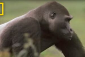 Gorilla vs. Gorilla | National Geographic