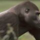 Gorilla vs. Gorilla | National Geographic