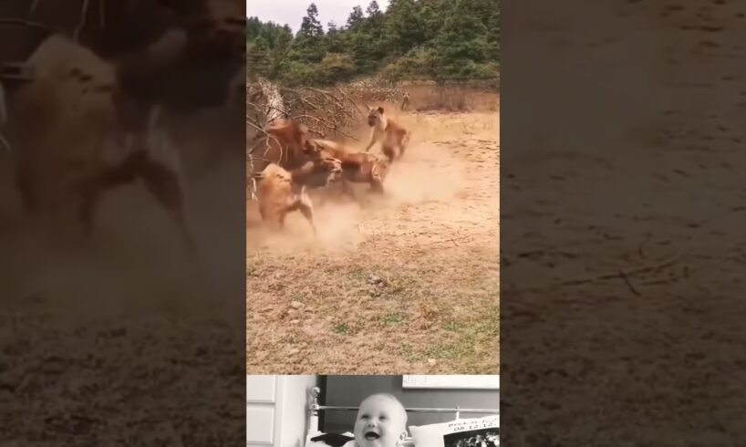 Group of hyenas attack on lion 😱 | Animal funny video | #ytshorts #shorts