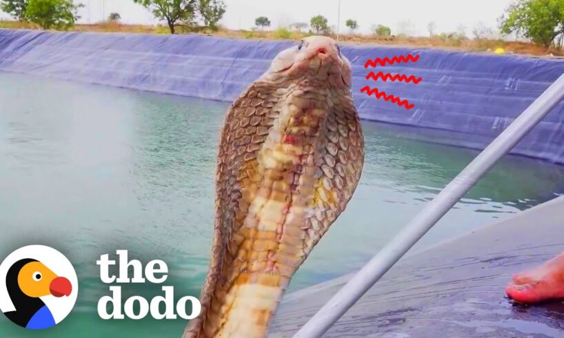 Guy Risks His Own Life To Save 3 Trapped Snakes | The Dodo