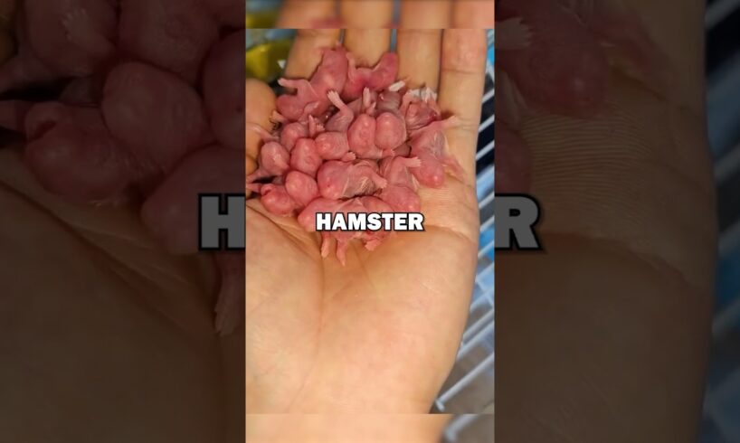 HAMSTER BABIES! #animals #animalstories #animalrescue #cute #pets