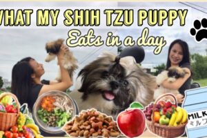 HEALTHY FOOD FOR SHIH TZU PUPPIES | BEST DOG FOOD FOR SHIH TZU | WHAT MY SHIH TZU PUPPY EATS