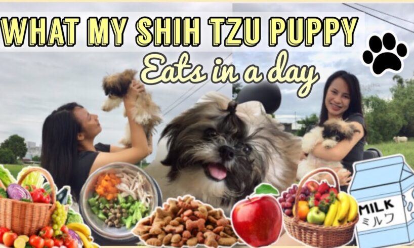 HEALTHY FOOD FOR SHIH TZU PUPPIES | BEST DOG FOOD FOR SHIH TZU | WHAT MY SHIH TZU PUPPY EATS