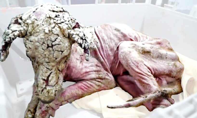 Hairless Street Dog Transforms From Stone to Beautiful & This Rescue Videos Better Than The Dodo