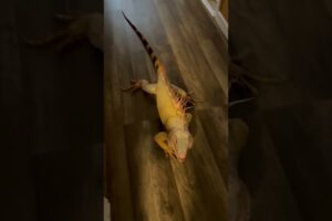 Happy Iguana Smiles When Pet Parent Returns Home! Shorts #Iguanas