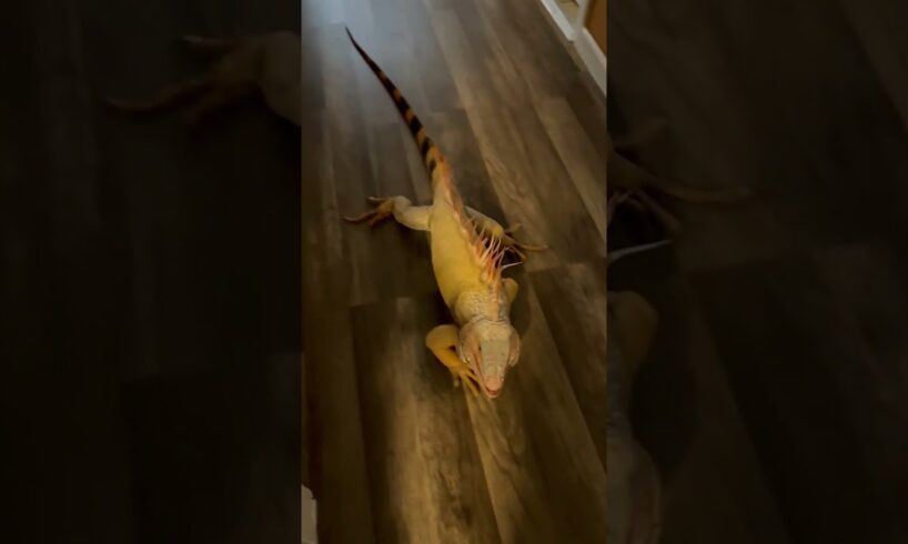 Happy Iguana Smiles When Pet Parent Returns Home! Shorts #Iguanas