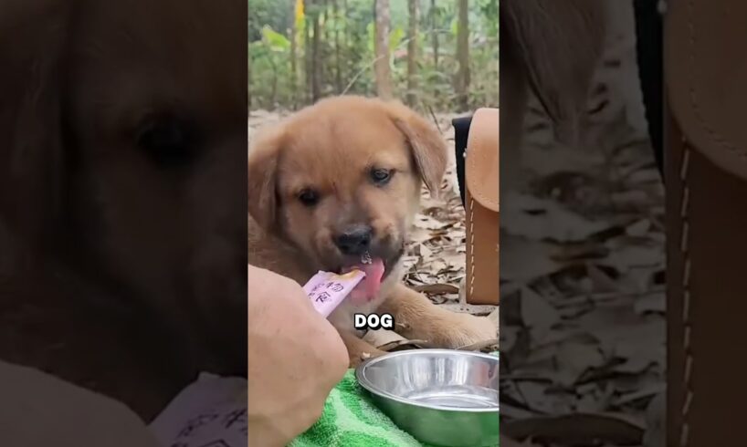 He Saved This Poor Dog 🐕🥹 #animals #animalrescue #pets #rescue #dogbreeds #cute #animalrescuer