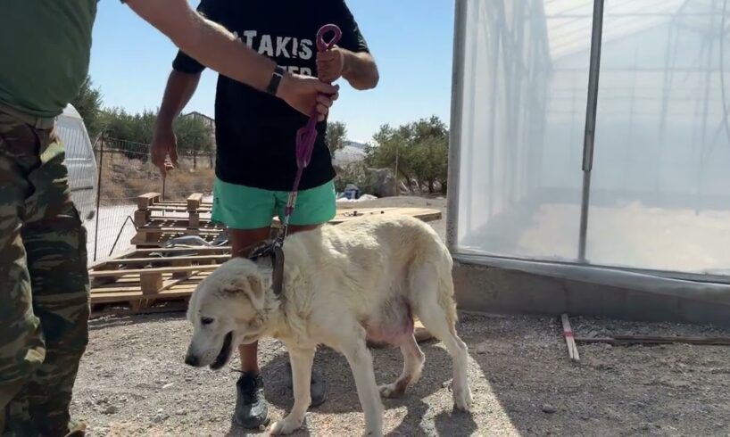 Heartbreaking: Elderly Dog with Cancer Abandoned to Die on the Streets 😢 - Takis Shelter