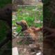 Heartbreaking Rescue of Street Dog 🥺🐶 | Dog Rescue | Animal Rescue #shorts #DogRescue #AnimalRescue