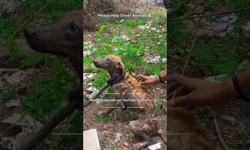 Heartbreaking Rescue of Street Dog 🥺🐶 | Dog Rescue | Animal Rescue #shorts #DogRescue #AnimalRescue