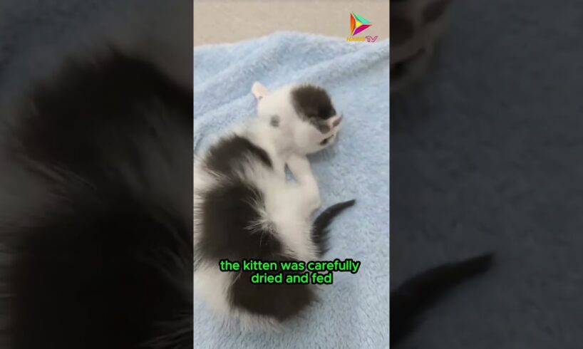 Heartwarming Moment, Rescuing a Kitten on the Roadside #animals #rescue #shortvideo #shorts